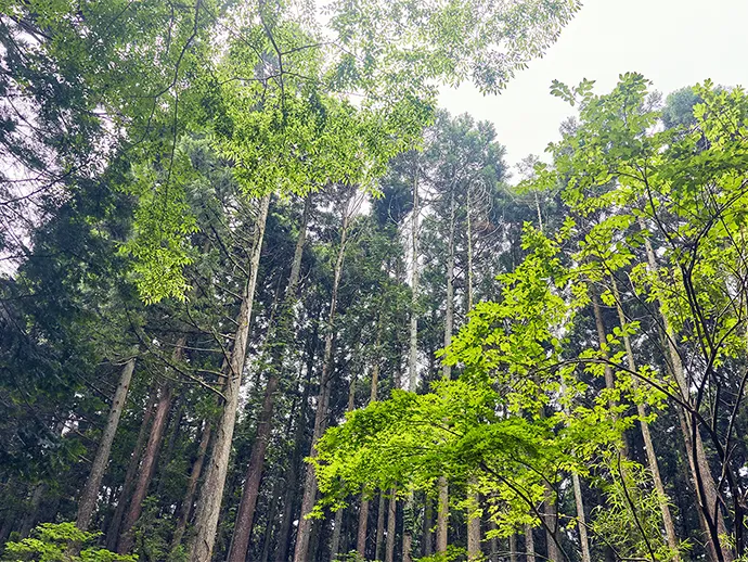 The forest 