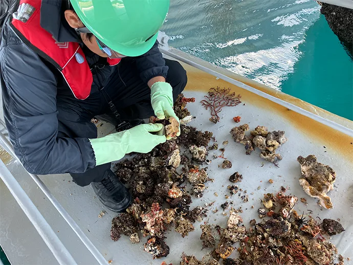 collecting marine organisms