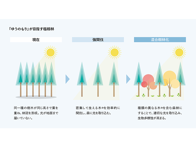 「ゆうのもり」が目指す極相林